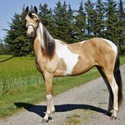 Tennessee Walker | Pride'n'Justice GW