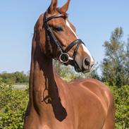 Dansk Varmblod Dicentra By Go Horses.