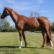 Dansk Varmblod Dicentra By Go Horses.