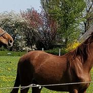 Dansk Varmblod Dicentra By Go Horses.