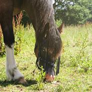 Welsh Cob (sec D) Bøgehøj's Miss Jardore