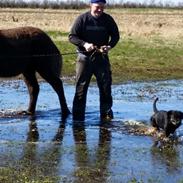 Anden særlig race Maximus