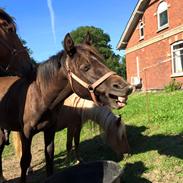 Anden særlig race Maximus