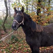 Anden særlig race Maximus