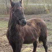 Anden særlig race Maximus