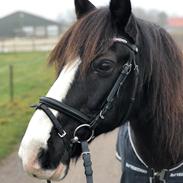 Welsh Cob (sec D) Uglegården's madhi hurricane