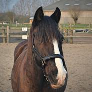 Welsh Cob (sec D) Uglegården's madhi hurricane