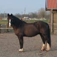 Welsh Cob (sec D) Uglegården's madhi hurricane