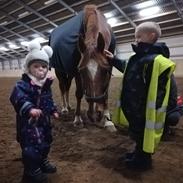 Dansk Varmblod Birell