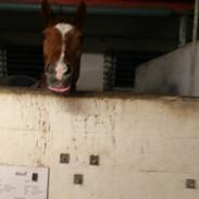 Dansk Varmblod Birell