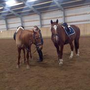 Dansk Varmblod Birell