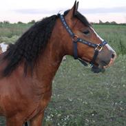 Welsh Pony af Cob-type (sec C) Flynn Rider
