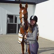 Trakehner Charitas