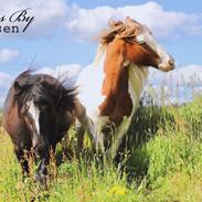 Irish Cob Nydal's Spencer