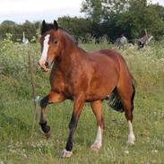 Welsh Pony af Cob-type (sec C) Flynn Rider