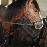 Welsh Pony af Cob-type (sec C) Flynn Rider