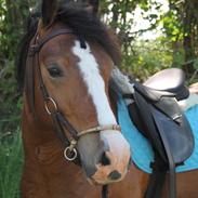 Welsh Pony af Cob-type (sec C) Flynn Rider