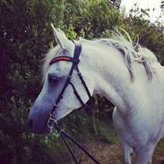 Arabisk fuldblod (OX) Moncered ox