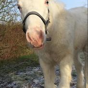 Irish Cob The Blue Eyed King Aslan