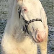 Irish Cob The Blue Eyed King Aslan