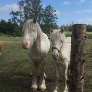 Irish Cob The Blue Eyed King Aslan
