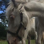 Irish Cob The Blue Eyed King Aslan