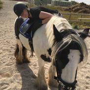 Irish Cob Luna ( Surprice Of Survivor)