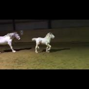Irish Cob The Blue Eyed King Aslan