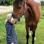 Knabstrupper Aastrupgaard's Hjalte