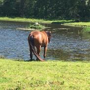 Knabstrupper Aastrupgaard's Hjalte