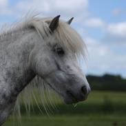 Shetlænder Bådsgårds Bolero