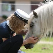 Shetlænder Bådsgårds Bolero