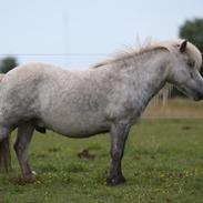 Shetlænder Bådsgårds Bolero