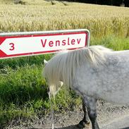 Shetlænder Bådsgårds Bolero