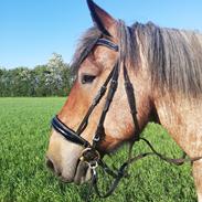 Belgier Arthur