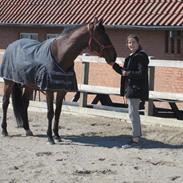 Belgisk varmblod Vanity Fair