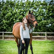 Belgisk varmblod Vanity Fair