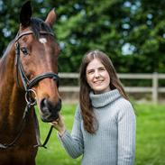 Belgisk varmblod Vanity Fair