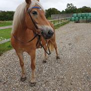 Haflinger Mejse HA 562