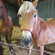 Haflinger Mejse HA 562