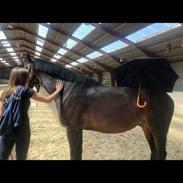 Dansk Varmblod Strandgården’s Darwin 