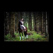 Dansk Varmblod Strandgården’s Darwin 