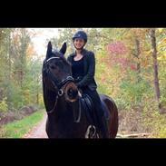 Dansk Varmblod Strandgården’s Darwin 