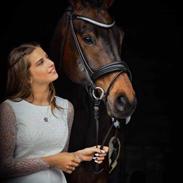 Dansk Varmblod Strandgården’s Darwin 