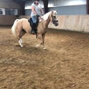 Palomino Højagers aladdin