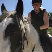 Irish Cob Luna ( Surprice Of Survivor)