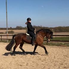 Anden særlig race Vedtoftes Duchess