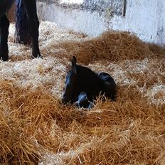 Frieser Lucca af stald Lafrem 