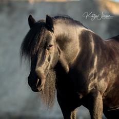 Fell pony - Hollyhouse Bracken (Bob) †