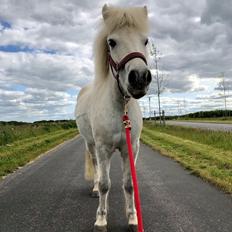 Anden særlig race Herskabs Staldens Tiko 